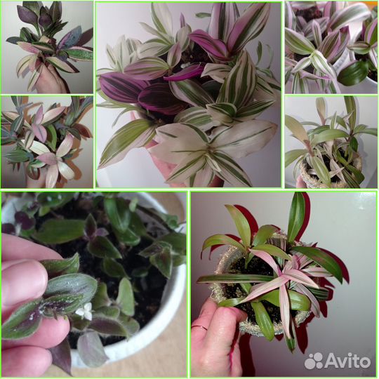 Традесканция 50 сортов