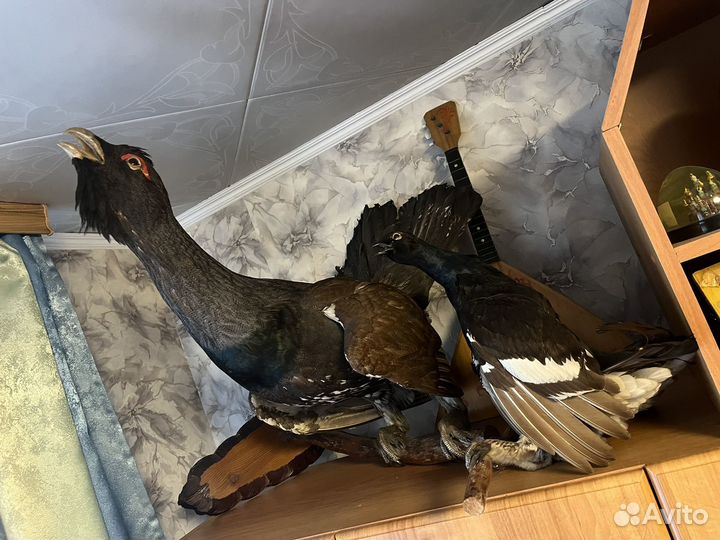 Чучело глухаря