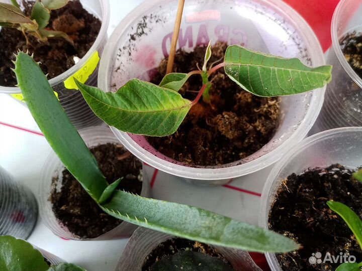 Лот из 10 цветов.Цена за всё