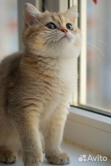 Британская шиншилла, котята