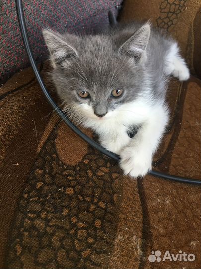 Кошки