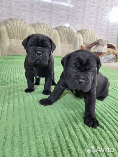 Щенки кане Корсо