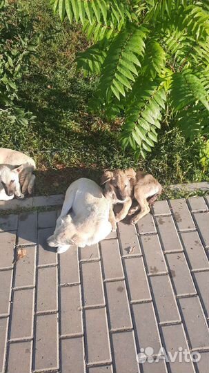 Щенки в добрые руки