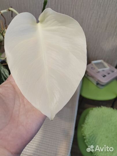 Монстера альба