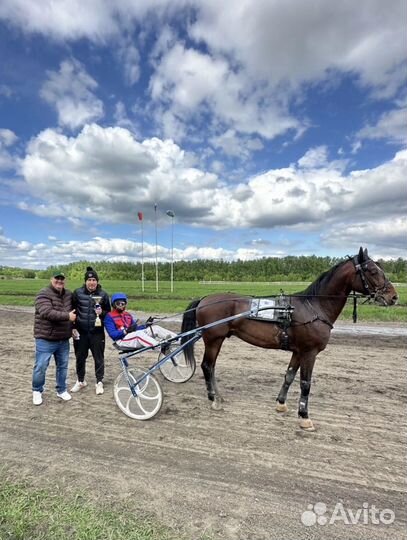 Орловский рысак