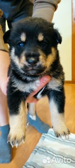 Отдам щенков в добрые руки