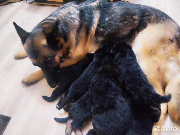 Немецкая овчарка