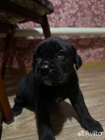 Щенки Кане корсо