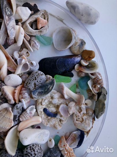 Ракушки и камушки для творчества