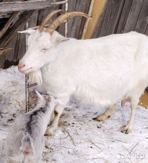 Зааненская дойная коза