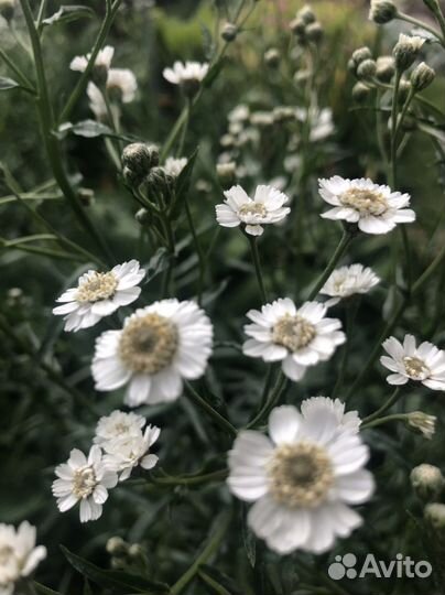 Многолетники для сада цветы