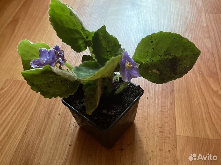 Фиалка в горшке