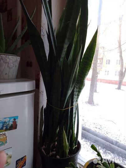 Сансевиерия