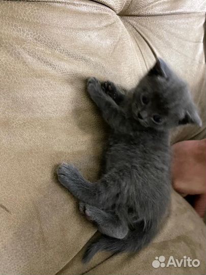 Шотландские котята