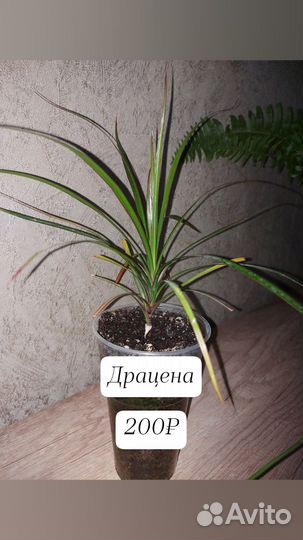 Комнатные растения