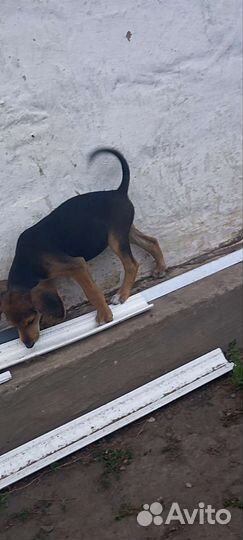 Щенки русской гончей