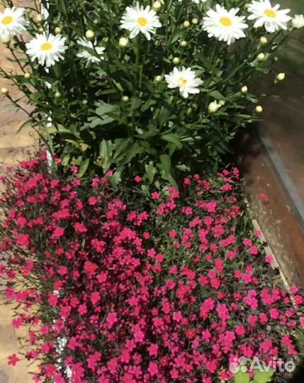 Гвоздика травянка