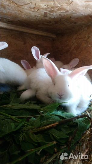 Крольчата, кролики, племенные кроли, крольчатина