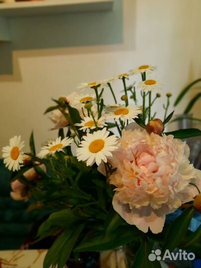 Ромашки букеты цветов