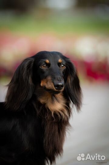 Вязка кабеля такса кроличья д/ш