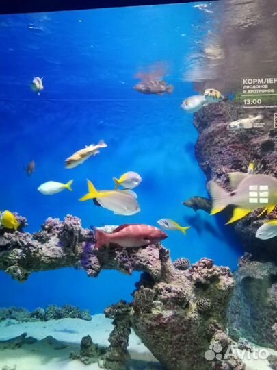 Билеты в Москвариум