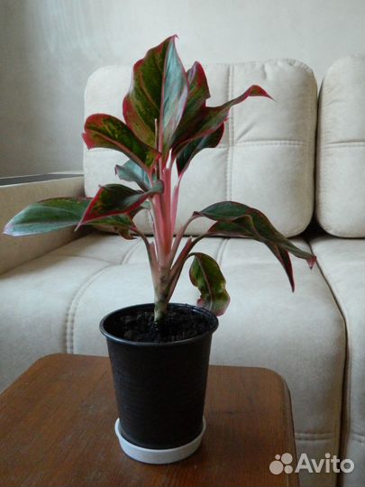 Аглаонема Крит