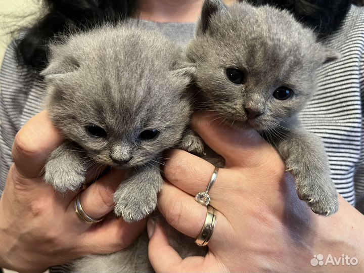 Британские котята