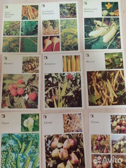 Фото открытки овощи СССР