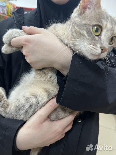 Отдам кота в добрые руки