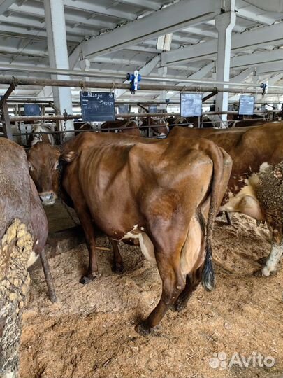 Продаем телок Айрширской породы