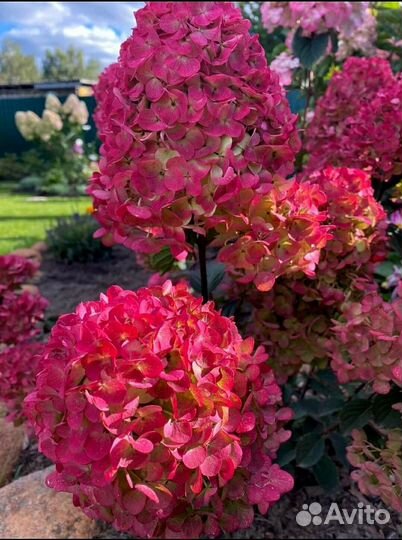 Гортензия пинк даймонд