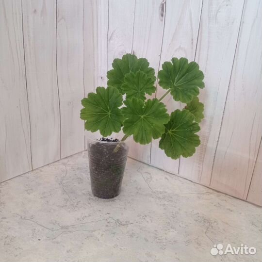 Пеларгония