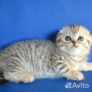 Вислоухие котята чистое серебро, глаза зеленые