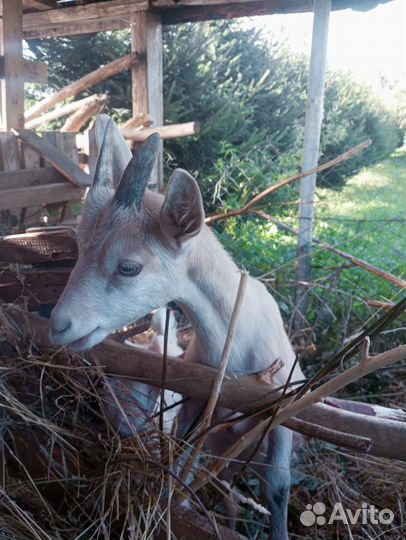 Козочка молочного направления