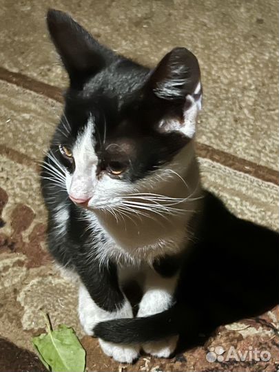 Отдам в добрые руки