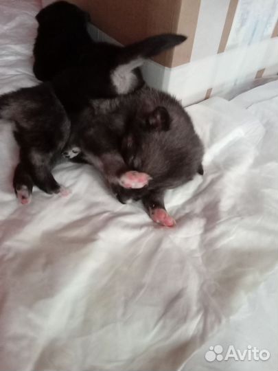 Щенки хаски