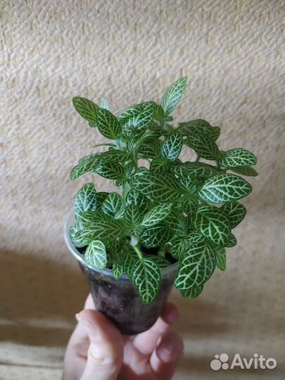 Фиттония бамбино