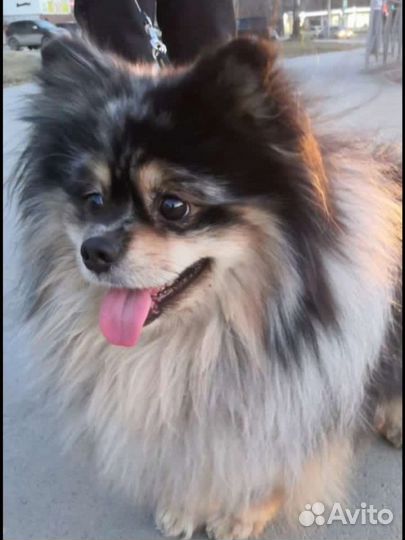 Немецкий шпиц средний Вязка