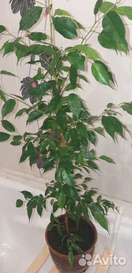 Драцена душистая, фикус, финиковая пальма