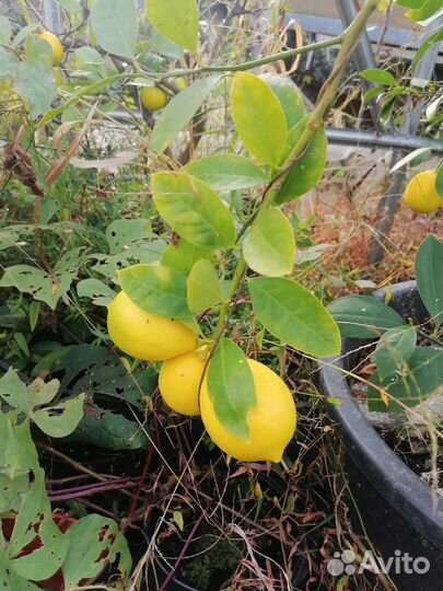 Лимон Мейера