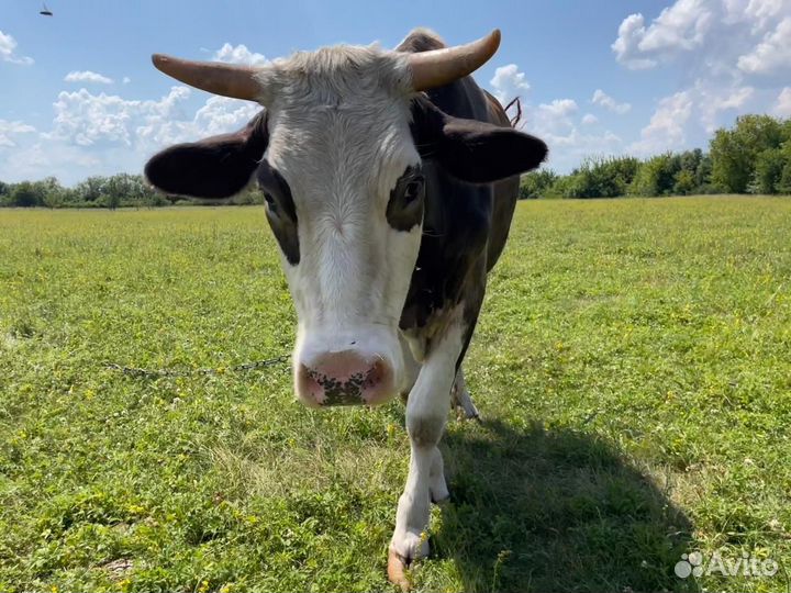 Корова дойная