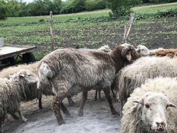 Баран на племя