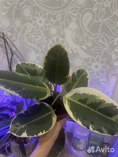 Фикус эластика тинеке