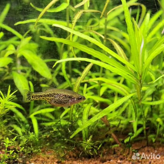 Амека, трофеус Мура 