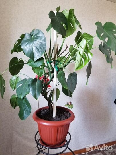 Комнатные растения цветы большие