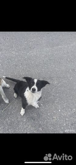 Бесплатно в хорошие руки