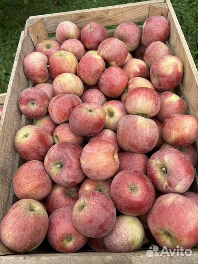Яблоки