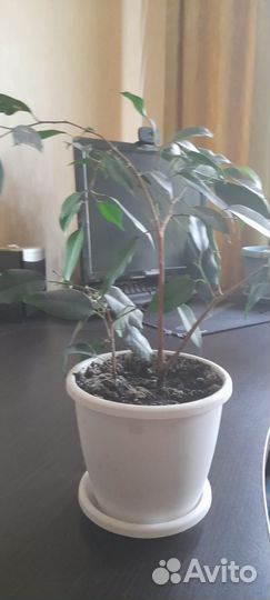 Фикус бенджамина в горшочке