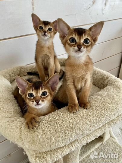 Абиссинские котята для раннего бронирования