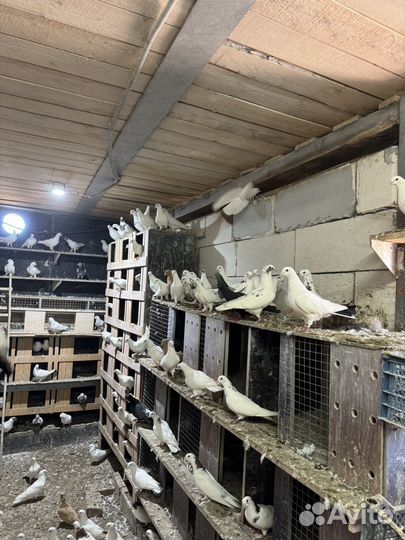 Бойные голуби